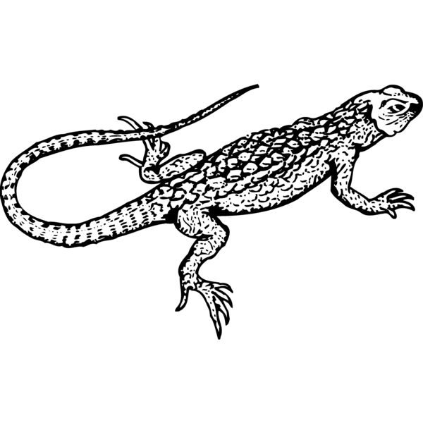 LIZARD01 Thumbnail