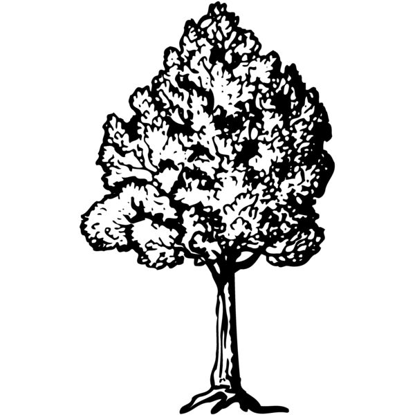 TREE0017 Thumbnail