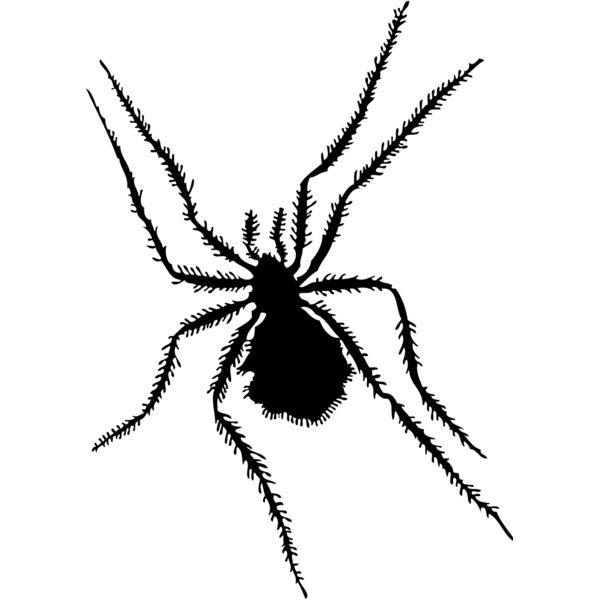 Spider Silhouette 9 Thumbnail